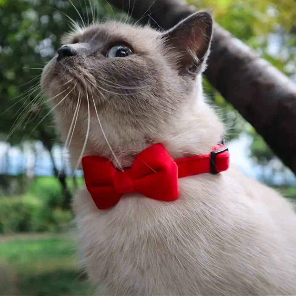 Cat Bow Tie Collar Kitten Accessory